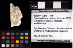 Foto (Objket + Etiketten) von Cracensigillatus acutirostrus (Moericke, 1889) 